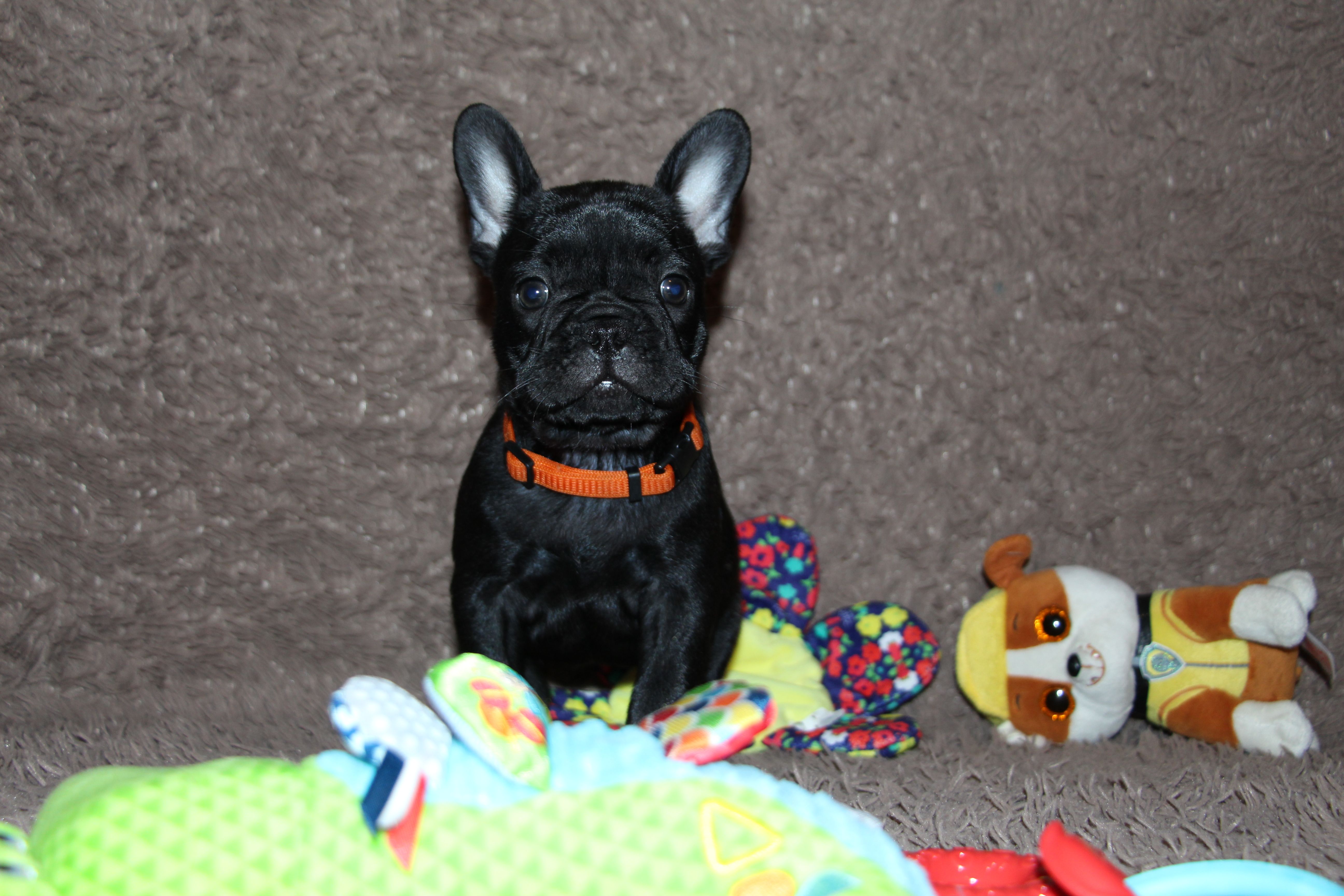  <svg class='orange'></svg> <b>Ma Cherry Melody</b> <svg class='orange'></svg>